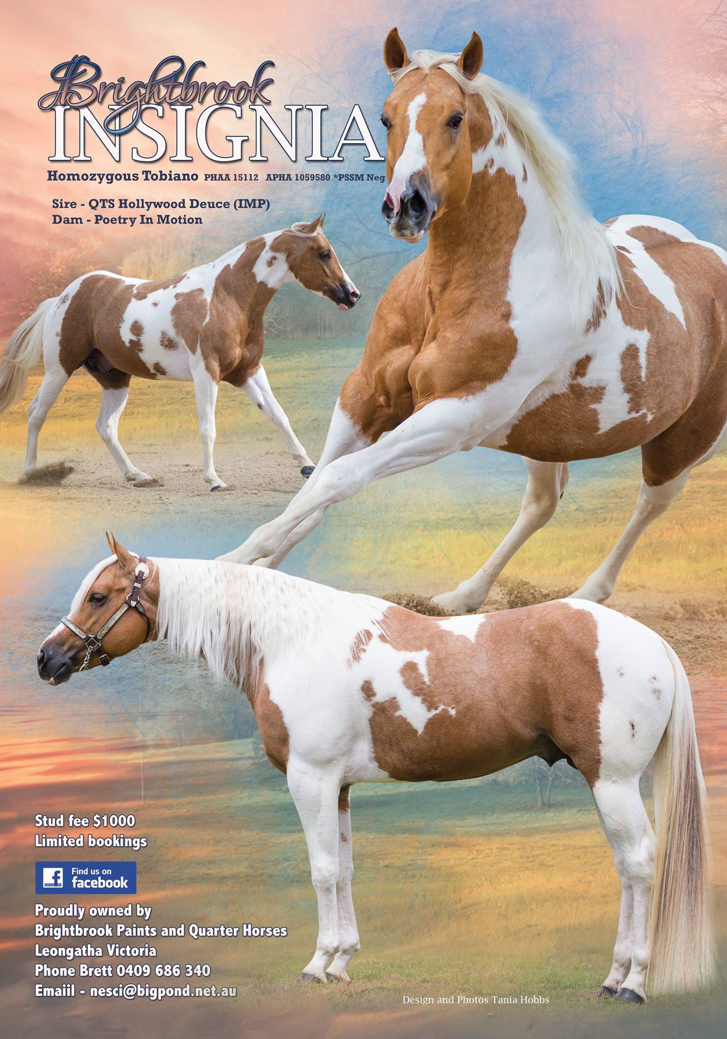 Brightbrook Insignia - Homozygous Tobiano Stallion